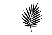 Stylish tropical palm wall decor, an Illustration by Amazin_art (Thumbnail 5 of 33)