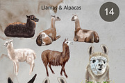 Watercolor LLama & Alpaca, an Animal Illustration by NNclipart (Thumbnail 3 of 5)
