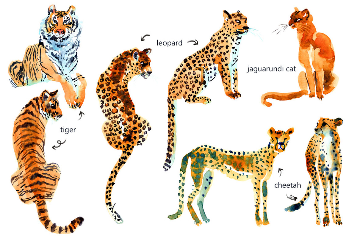 Watercolor WILD cats, an Animal Illustration by Anastasia (Photo 12 of 13)