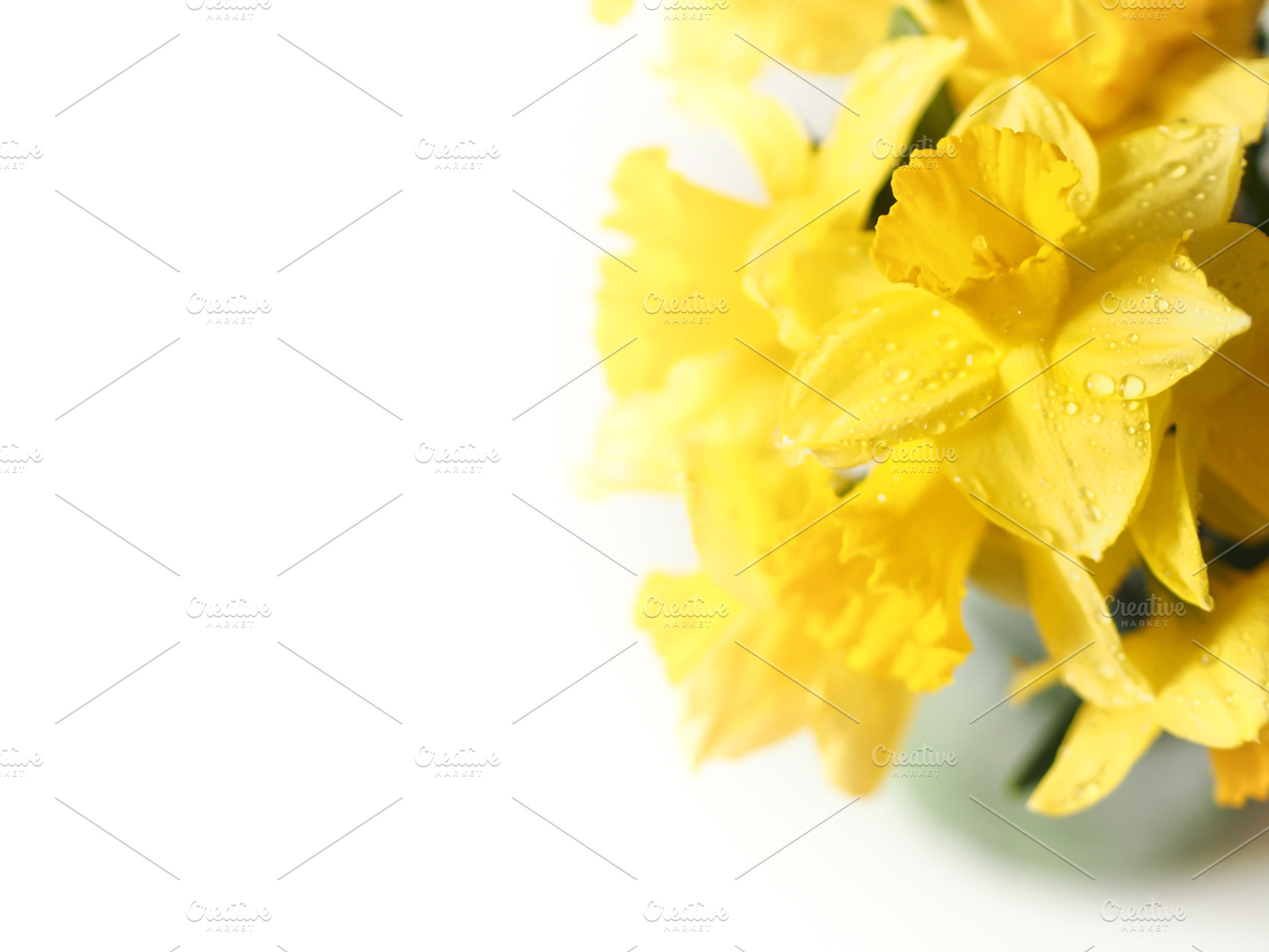 Yellow Flower Stock Photography, a Nature Photo by dagmarauhl