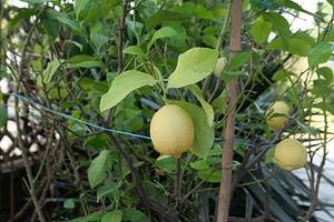 lemon fruit plant, a Photo by WorldOfPhotos