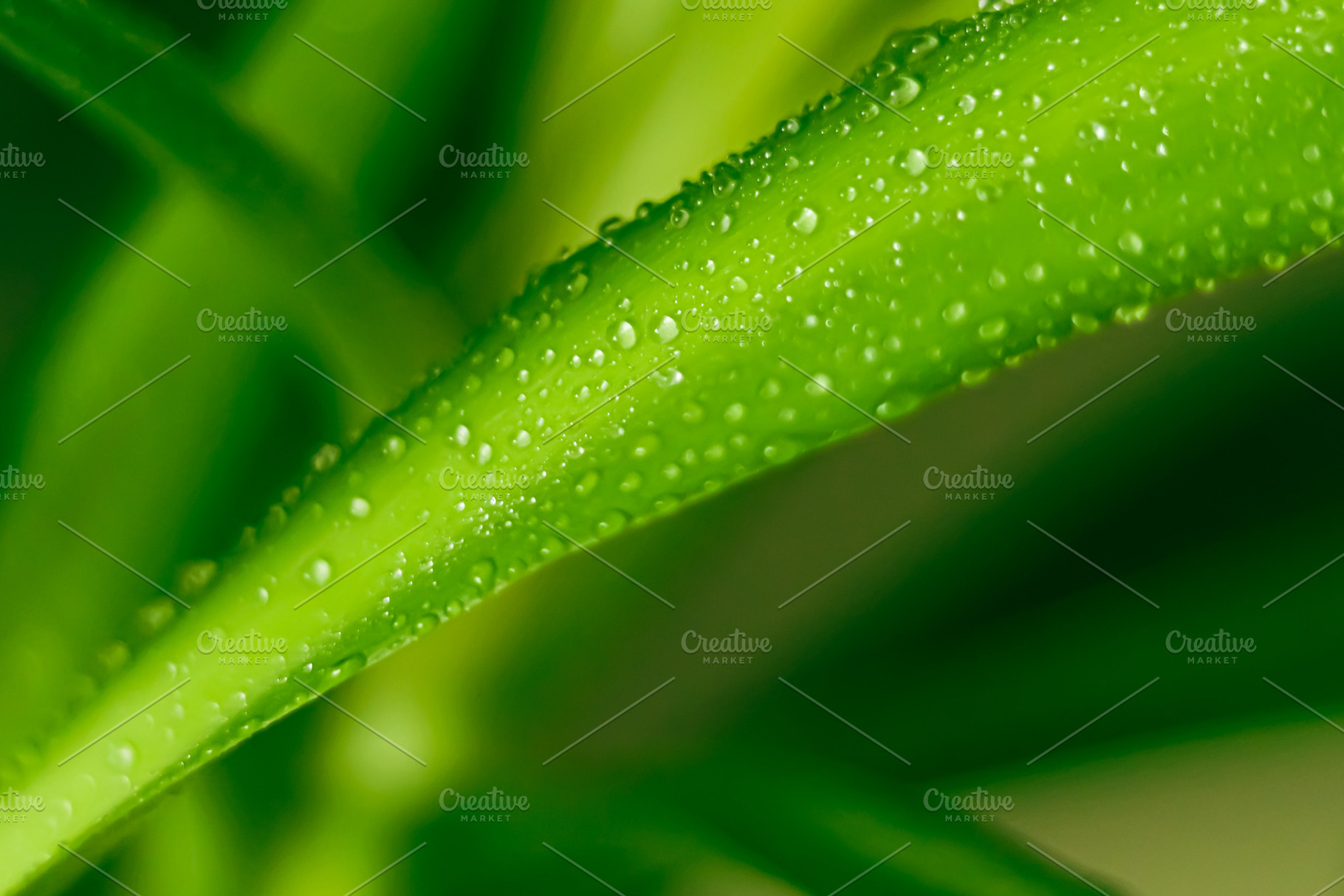 Green leaf with fresh water drops on surface capturing natural beauty and growt, a Photo by Studio ANNA