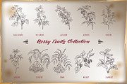 Berry fruits collection, a Food Illustration by Quetzal Art (Thumbnail 2 of 5)