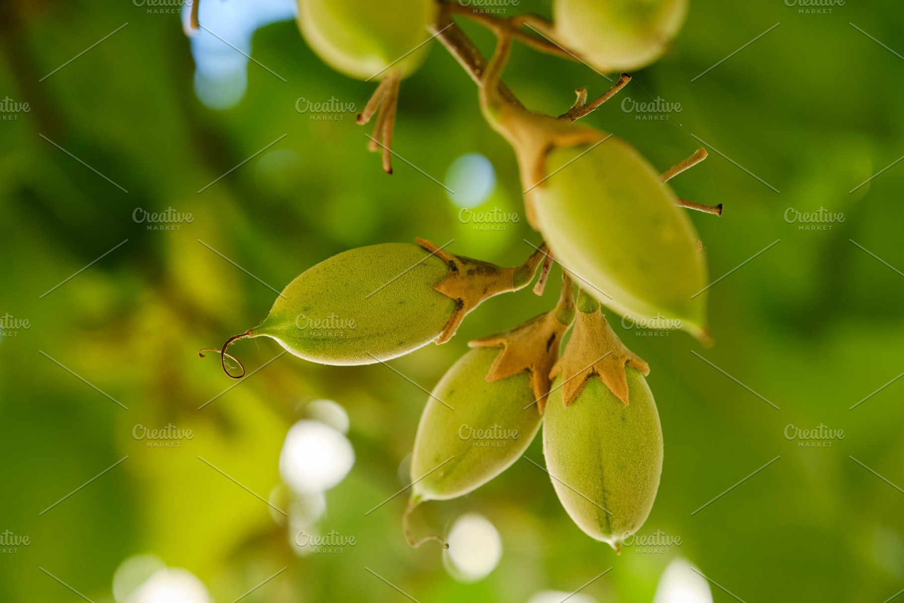 Macro shot of green Paulownia seed pods on a branch. Close-up of exotic green f, a Nature Photo by Rohan Photography