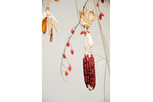 Close-up shot of a decorative cob of, a Food & Drink Photo by Rohan Photography