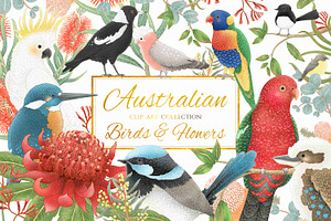 Australian Birds & Flowers, an Animal Illustration by Jen Digital Art