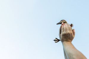 Hand Holding Duckling Against Sky, an Animal Photo by Ales Munt
