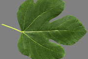 Bundle of isolated green leaves, a Nature Photo by Anatoliy Sadovskiy (Thumbnail 4 of 10)