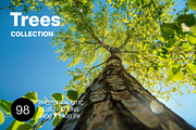 98 Trees view from below, a Nature Photo by Handmadefont (Thumbnail 1 of 98)