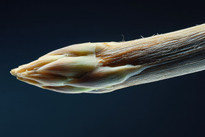 Close-up of plant tip, a Photo by Beautiful things
