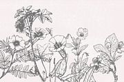 Dried Flowers, Petals, Shoots, an Illustration by TheBlackPixelCo (Thumbnail 7 of 8)