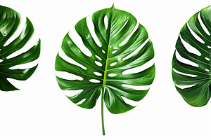A collection of various Monstera lea, a Photo by LOGOCREATIVE