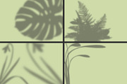 50 plants shadows, a Mockup by AnastasiyaOleynik (Thumbnail 6 of 14)