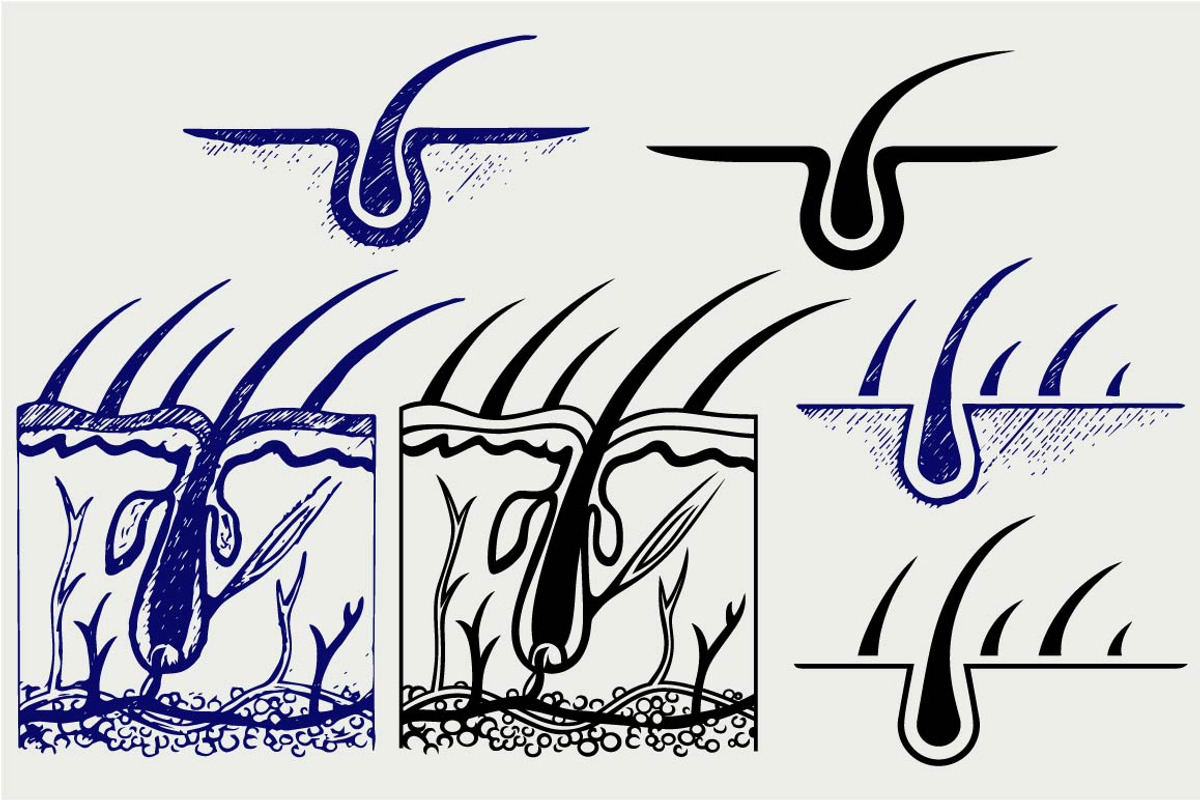 Hair anatomy SVG, an Icon by LineworkStock