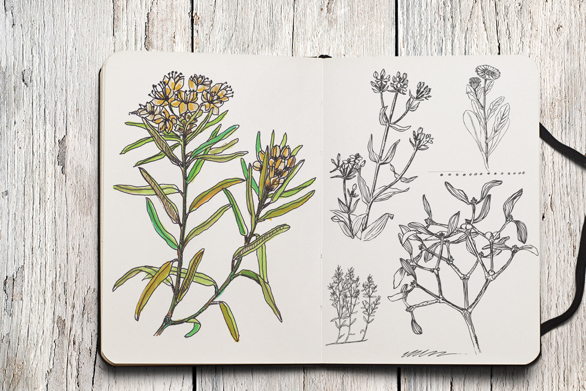 Herbarium Font preview 2