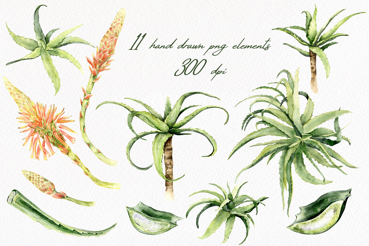 Aloe Watercolor Collection, a Decorative Illustration by WatercolorElena (Photo 2 of 11)