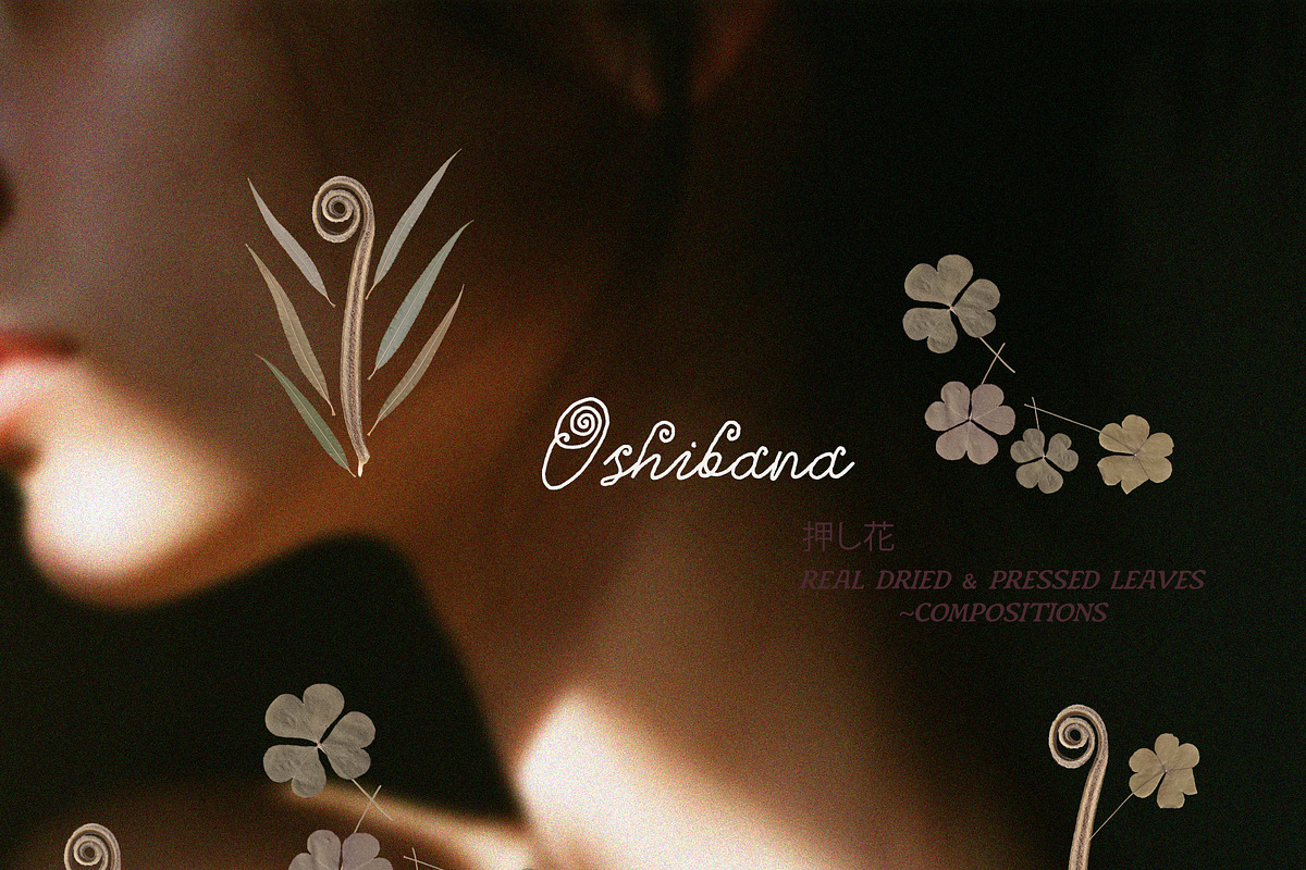Oshibana Dried & Pressed Fall Leaves, an Object Graphic by Lana Elanor (Photo 11 of 17)