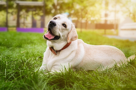 dog labrador retriever fawn color in, an Animal Photo by AlexBush