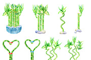 Lucky Bamboo - watercolor clipart, an Illustration by AqwaColor (Thumbnail 2 of 4)