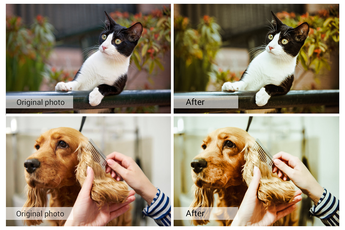 Lovely Pets Lightroom Presets, an Action Add-On by DreamColor (Photo 4 of 10)