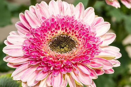 Pink daisy flower stock photo containing flower and flowering, a Nature Photo by Zigzag Mountain Art