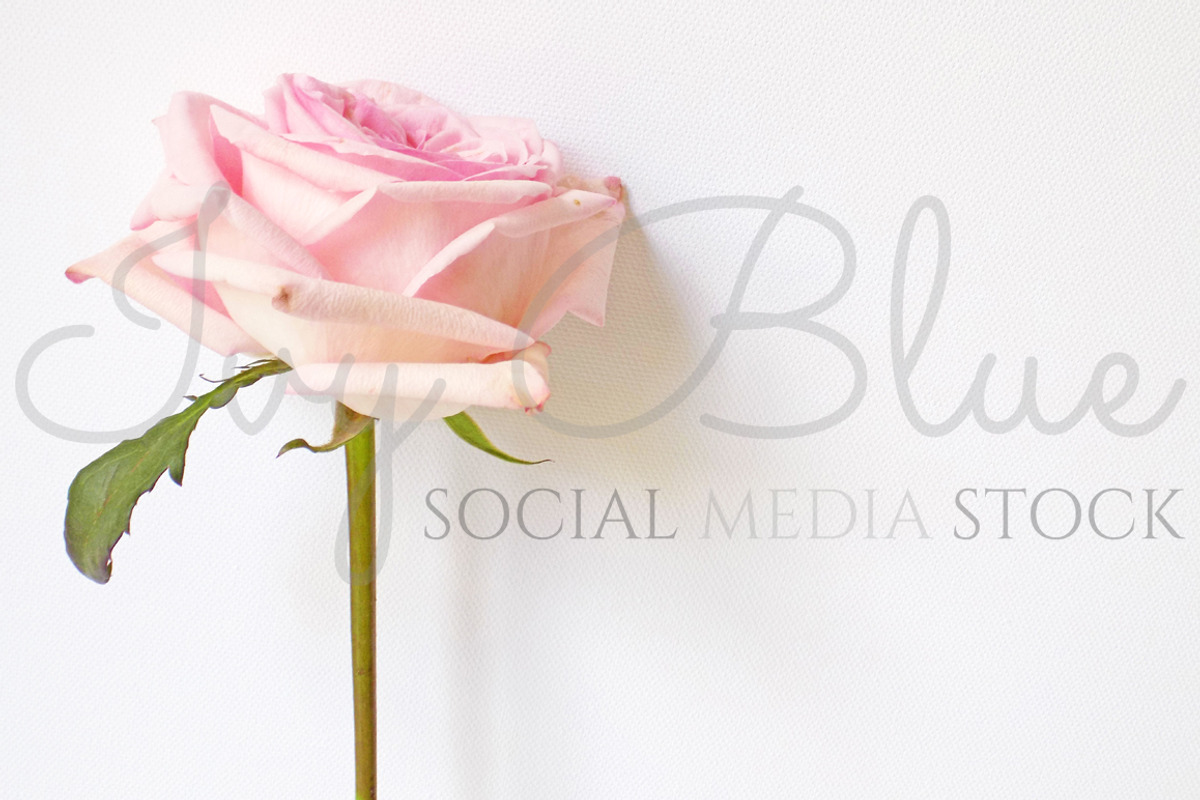Rose Stem, a Product Mockup by Ivy Blue