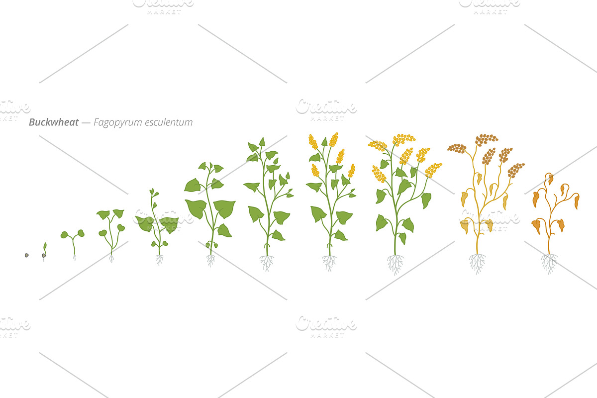 Growth stages of buckwheat plants, a Food Illustration by Ilia Design