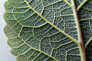 Close up of a green leaf structure, a Photo by Beautiful things