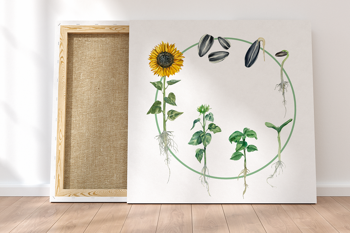 Sunflower Life Cycle Clip Art, an Illustration by Tati Bordiu (Photo 2 of 4)