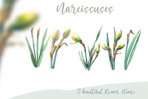 Narcissuses And Butterflies