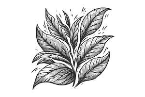 tea branch engraving line art vector, a Food Illustration by AlexArt