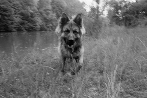 German Shepherd dog standing in a meadow by a pond, a Photo by WorldOfPhotos