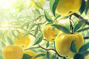 Apple set, a Food Illustration by Countryside life (Thumbnail 9 of 12)