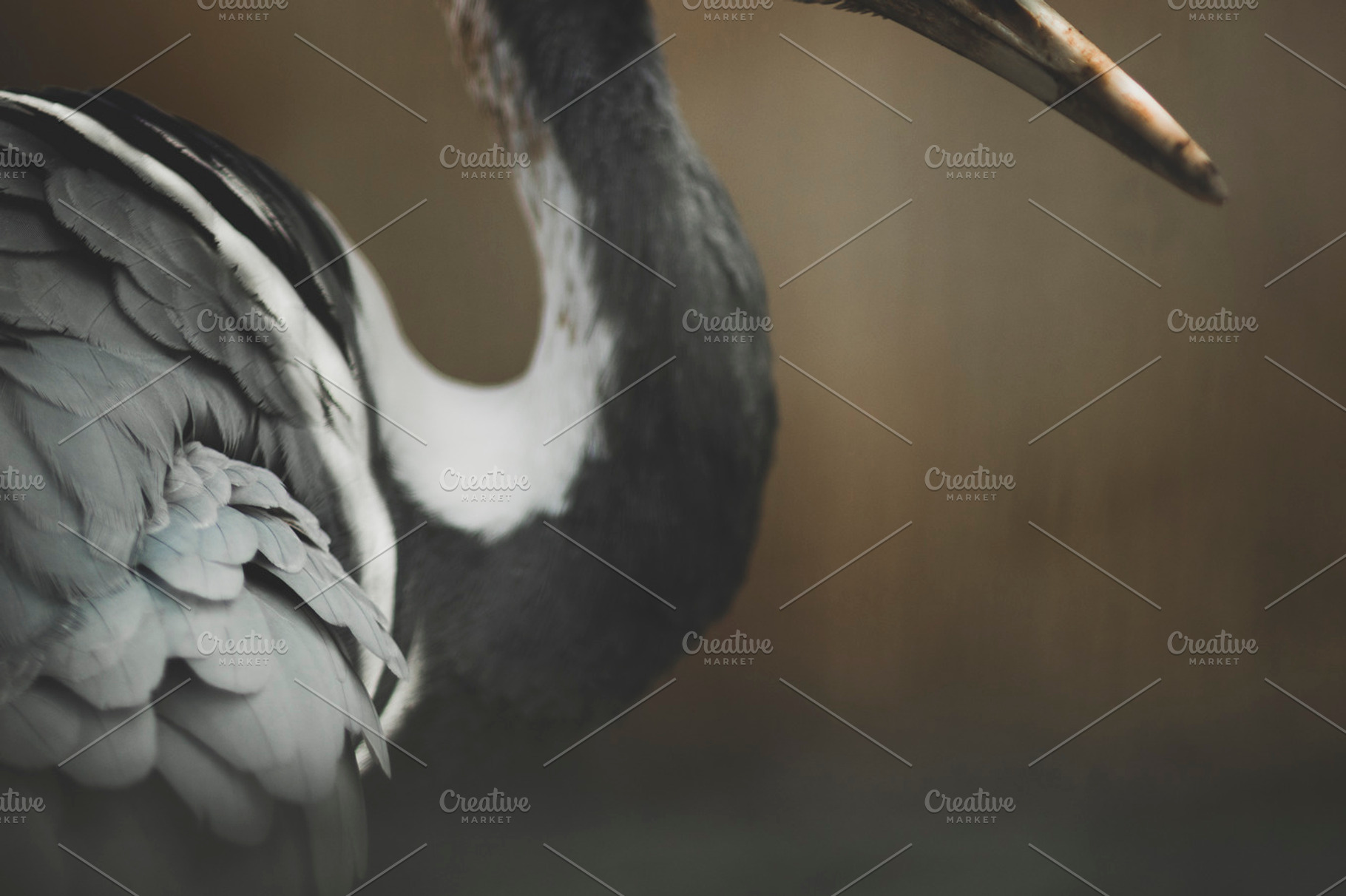 Grey Feathered Bird Profile Photo, a Nature Photo by René Jordaan Photography
