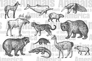 Animals of North and South America., an Object Graphic by MarinaVorontsova (Thumbnail 2 of 5)