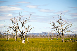 Dead Trees, a Nature Photo by THP Creative