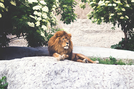 Lion in Zoo