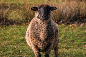 Sheep #2, an Animal Photo by jakub_kopecky