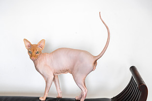 Full body side profile of a hairless, an Animal Photo by Imaginarium