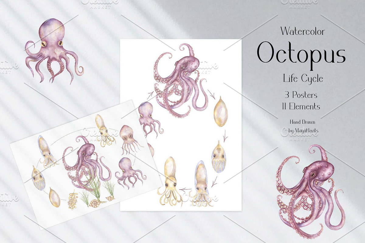 Watercolor Octopus Life Cycle Set, an Education Illustration by MayaNavits (Photo 2 of 7)