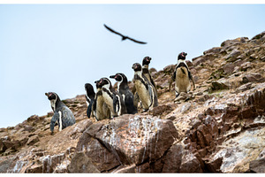 Humboldt penguins on the Ballestas, an Animal Photo by Leonid Andronov