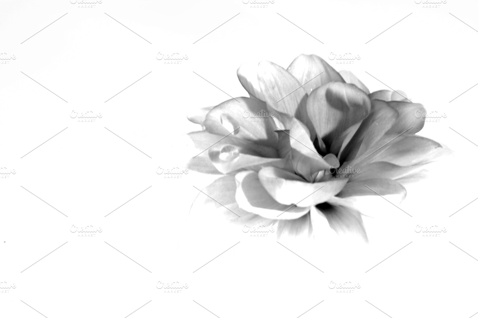 Rose In Black And White Stock Photo Containing Orchid And Flower