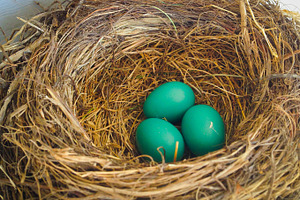 01 Bird nest with 3 blue eggs
