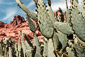 Desert Landscape With Cactus