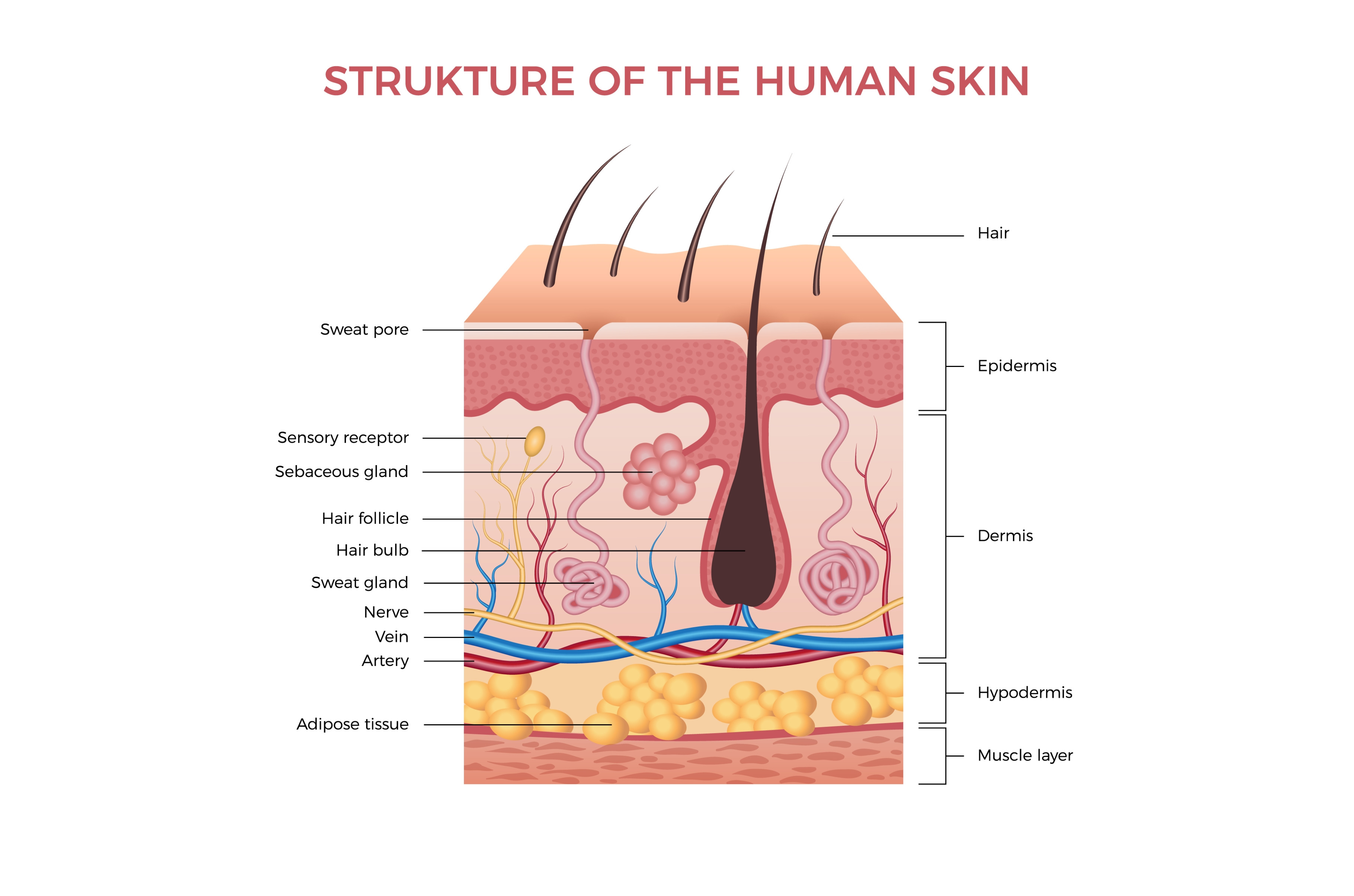 Skin anatomy. Human normal skin | Background Graphics ~ Creative Market