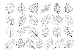 50 Leaves Procreate Stamps