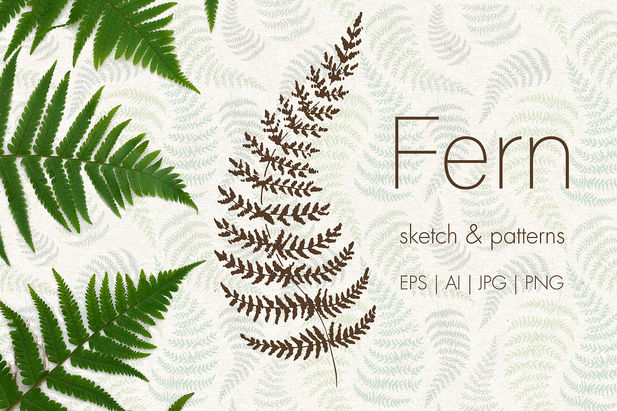 Fern. Line art sketch and patterns, a Decorative Illustration by Canatic (Photo 1 of 6)