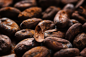Cacao beans on plate closeup stock photo containing chocolate background and