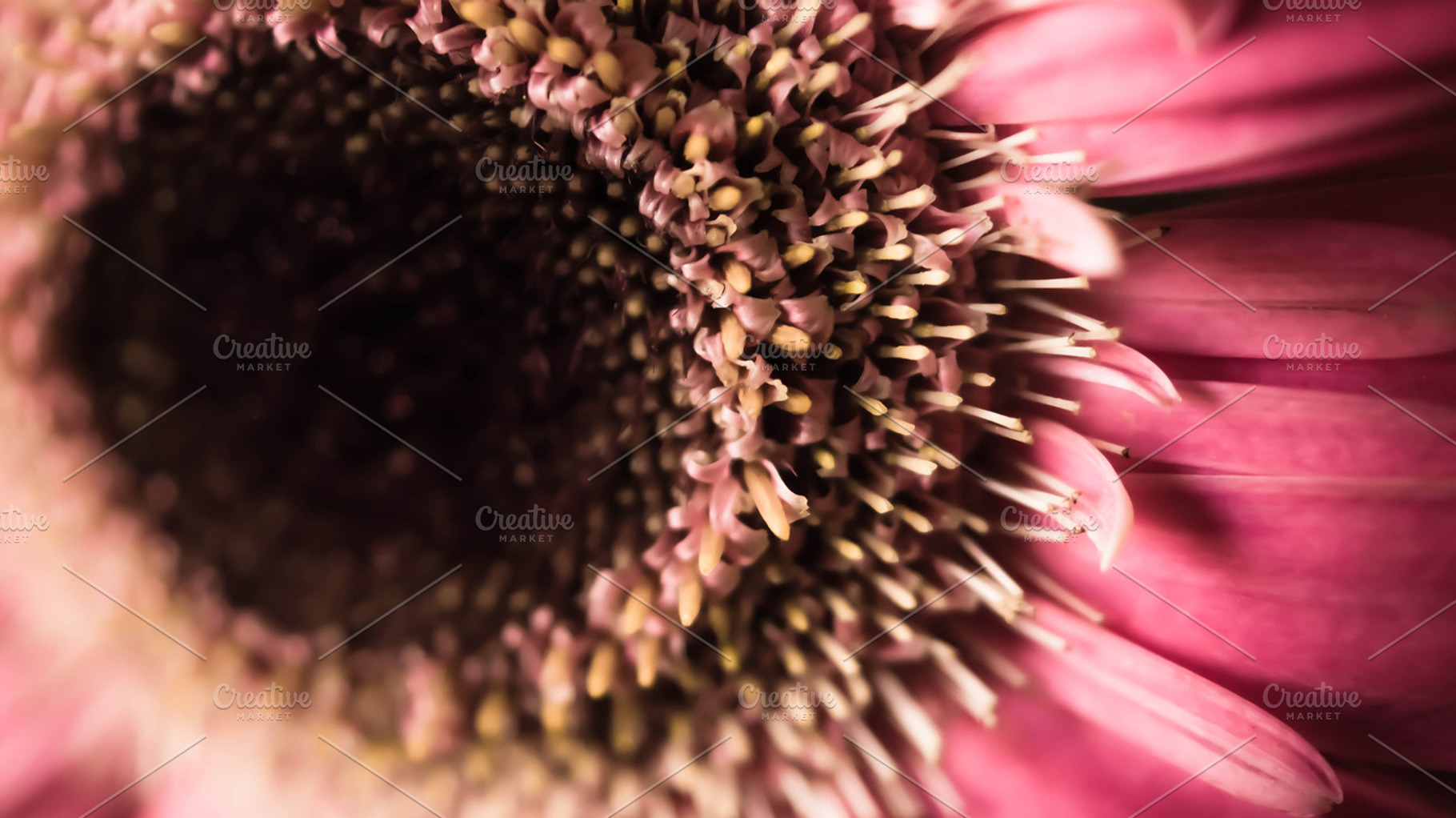 Pink gerbera daisy stock photo containing pink and petals, a Nature Photo by M.Pellot Photography