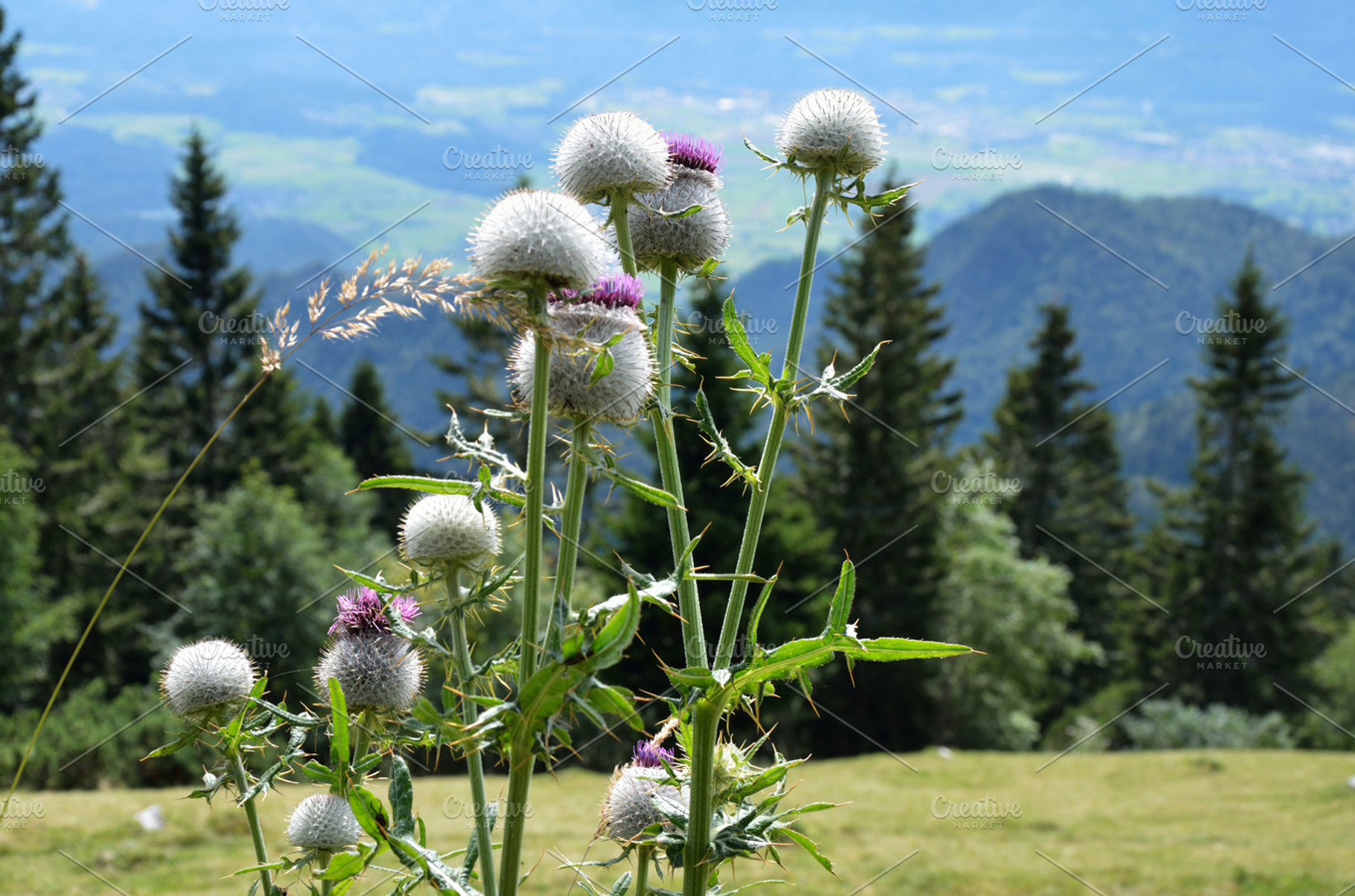 Wooly Thistle Flower And Bees Containing Wooly Thistle Flower And Flora
